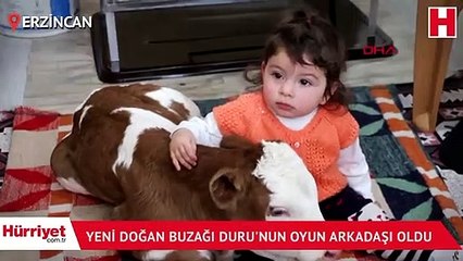 Yeni doğan buzağı Duru'nun oyun arkadaşı oldu