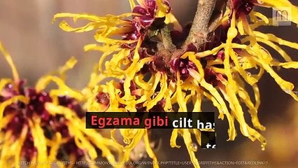 Cadı fındığı yağı nedir? Cadı fındığı yağının faydaları nelerdir?