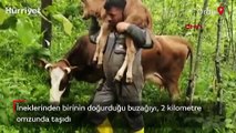 Fındık bahçesinde doğan buzağıyı omzunda 2 kilometre taşıdı