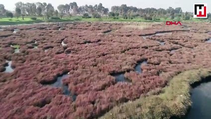 Flamingolar İzmir'i terk etmiyor...