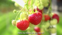 Awesome Hydroponic Strawberries Farming - Modern Agriculture Technology - Strawberries Harvesting