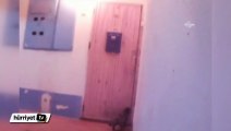 Kapının zilini çalarak içeri giren kedi
