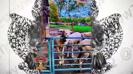 حليمة بولند تحكي بدهشة عن شكل المقابر السويسرية