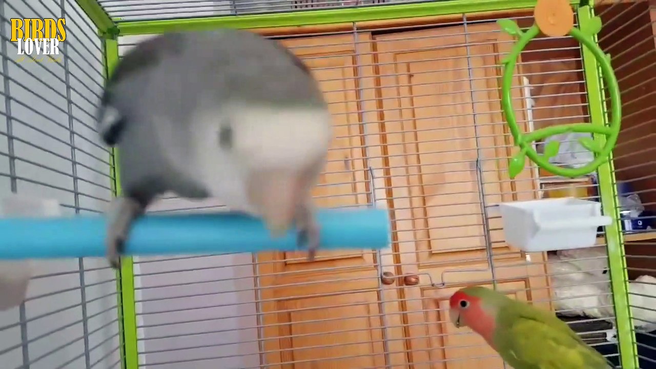 HOW TO DIFFRENCIATE MALE AND FEMALE IN LOVE BIRDS