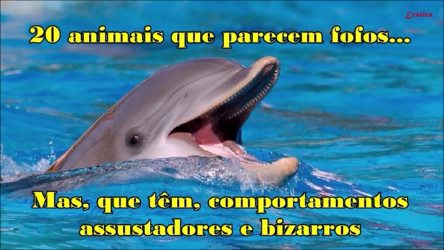 20 Animais FOFOS... mas CRUÉIS... (HD)