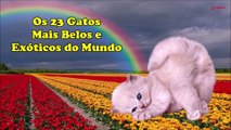 Os 23 Gatos Mais Belos e Exóticos do Planeta (HD)