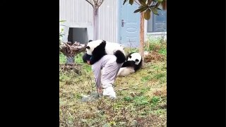 Unbelievable Funny Animals Compilation