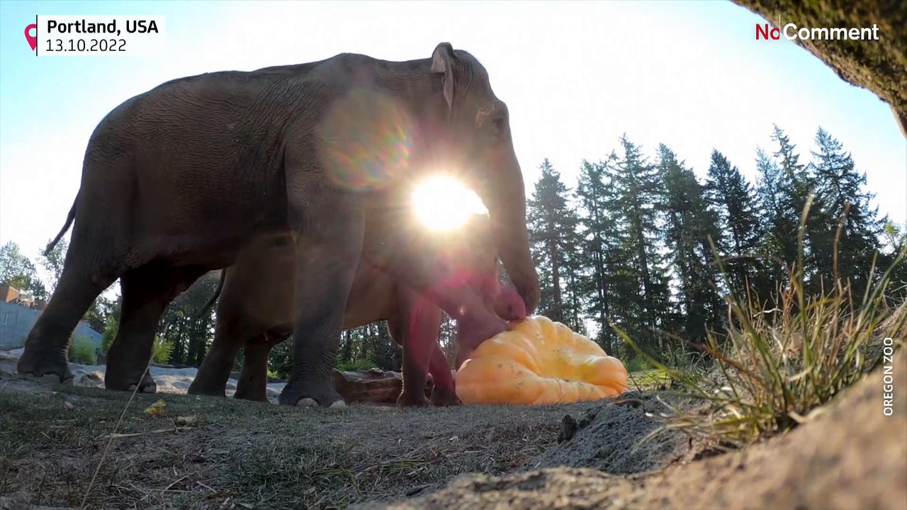 Halloween für Elefanten