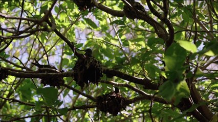 Australiens geheime Inseln Staffel 1 Folge 1 HD Deutsch