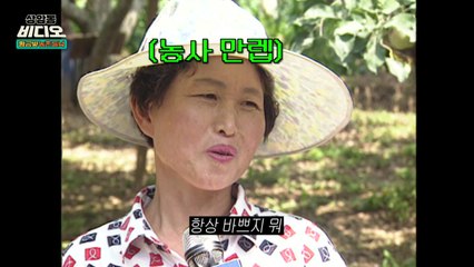 [상암동비디오] 대추나무 가을 걸렸네 / YTN