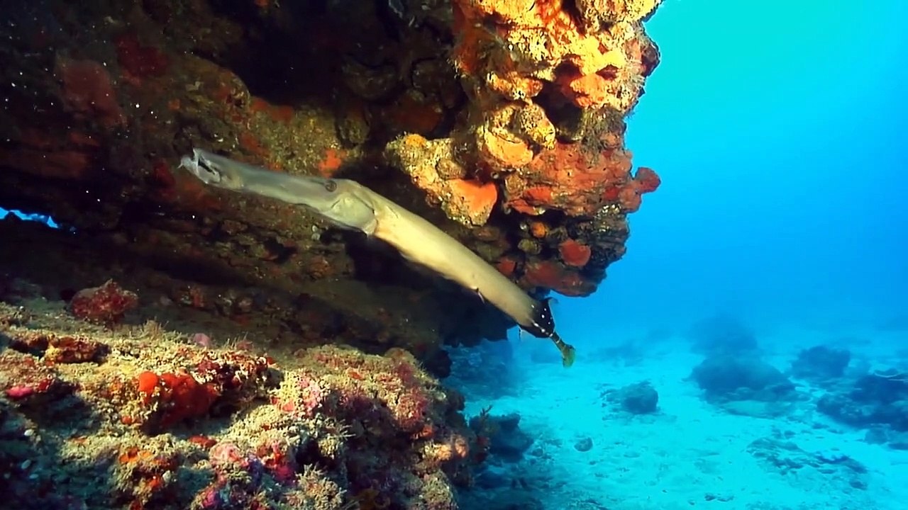 Wunderwelt Ozean Staffel 1 Folge 2 HD Deutsch