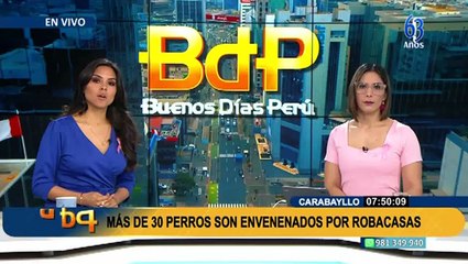 Carabayllo: más de 30 perros fueron asesinados por delincuentes que planeaban robar casas