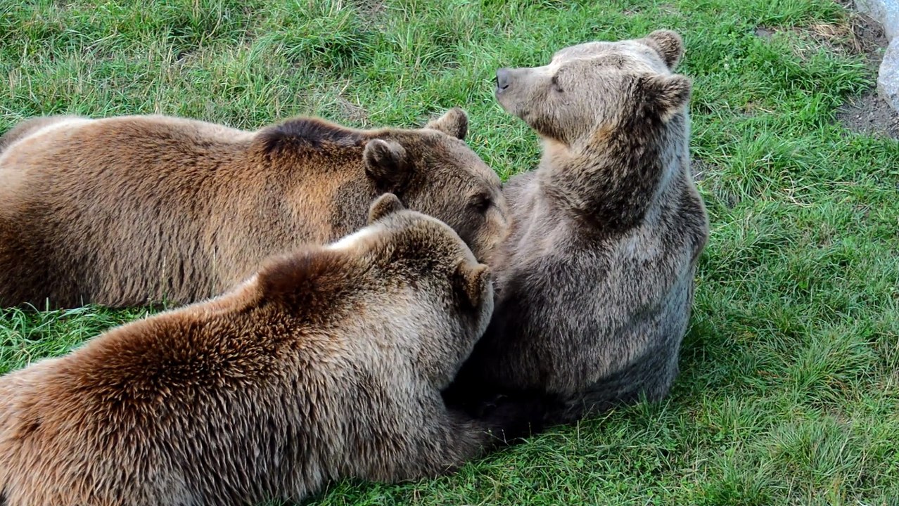 European Brown bear