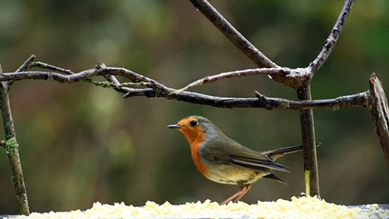 So cute and beautiful Birds
