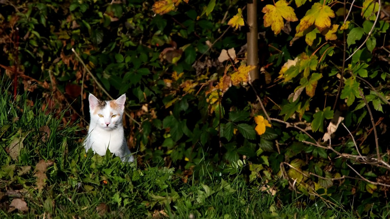 So Cute and beautiful  cat