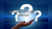 10 amazing facts about animals/english facts