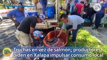 Truchas en vez de salmón; productores piden en Xalapa impulsar consumo local