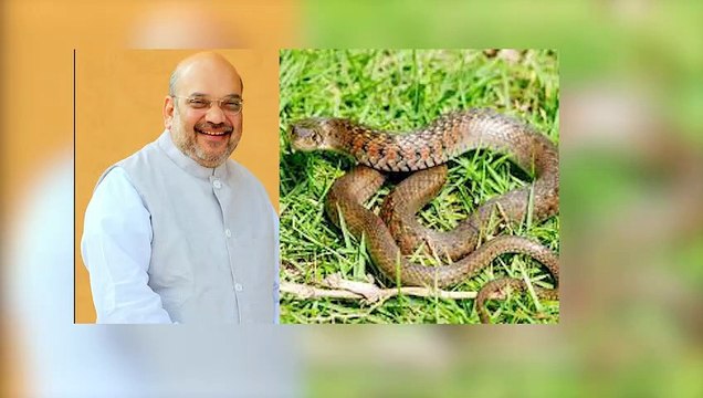 ગૃહમંત્રી અમિત શાહના નિવાસે મળ્યો પાંચ ફૂટ લાંબો સાપ