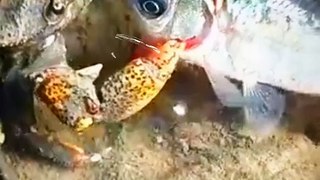 Wow Amazing Crab Attacked For Fish | Crab And Fish Videos 2022 | Cute Animals