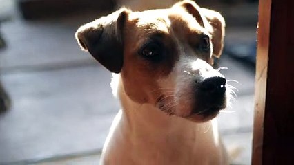 this dog is looking for his owner