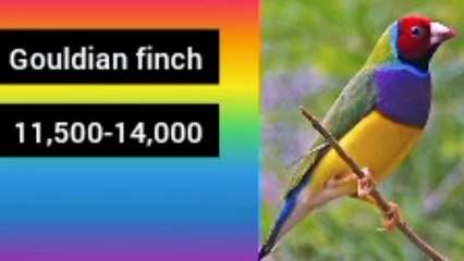 All type of finch bird price in India
