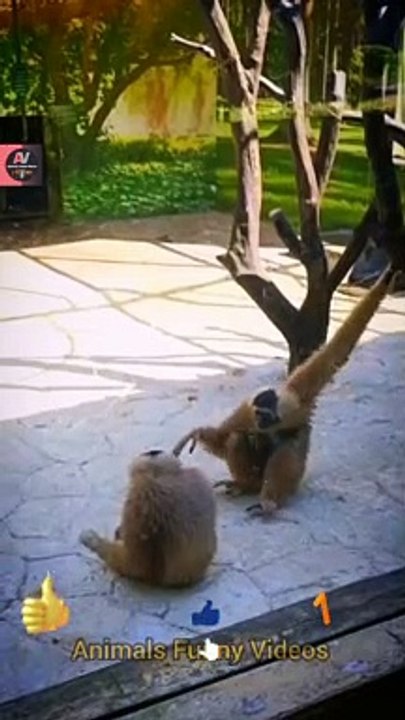 Two Monkey Funny Videos 2022 | Funny Monkeys Shorts | Animals Funny Videos