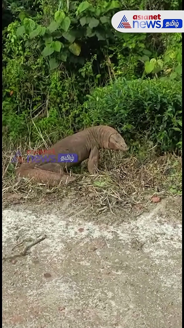 முதலை வடிவில் ராட்சத உடும்பு.. அலறியடித்து ஓடிய மக்கள்.. வீடியோ உள்ளே..