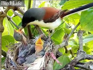 kehidupan burung dialam liar