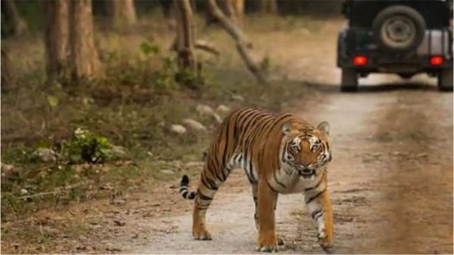 Bandhavgarh Tiger Reserve: जिप्सी के पीछे-पीछे चल पड़ी बाघिन कजरी, थम गई पर्यटकों की सांसे