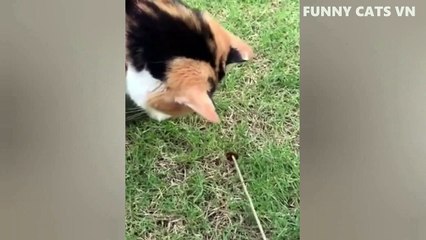 kucing yang sangat lucu