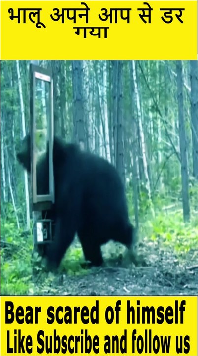Fear Bear funny Seance