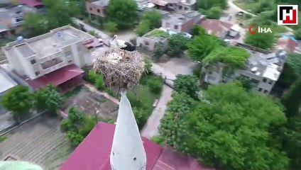 40 yıldır leyleklere yuva olan cami minaresi