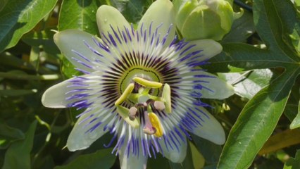 Bunga mekar di timelapse | Blooming flowers timelapse