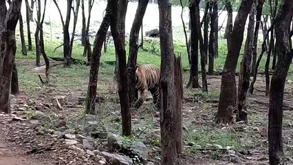 रणथम्भौर से जल्द सरिस्का भेजा जाएगा बाघ