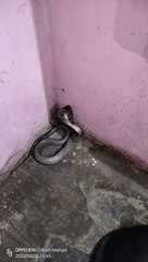cobra attack video aggressive snake