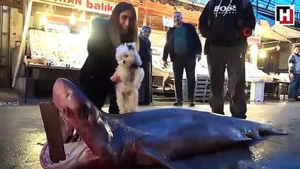 Mersin’de dev köpekbalığı yakalandı