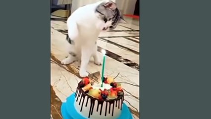 Kucing lucu yang lagi viral