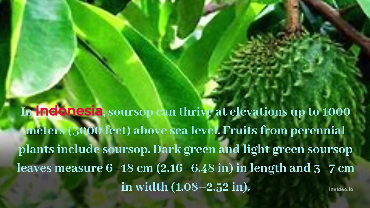 SOURSOP PLANT