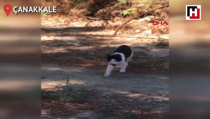 Kedi ile farenin oyunu kameralara böyle yansıdı