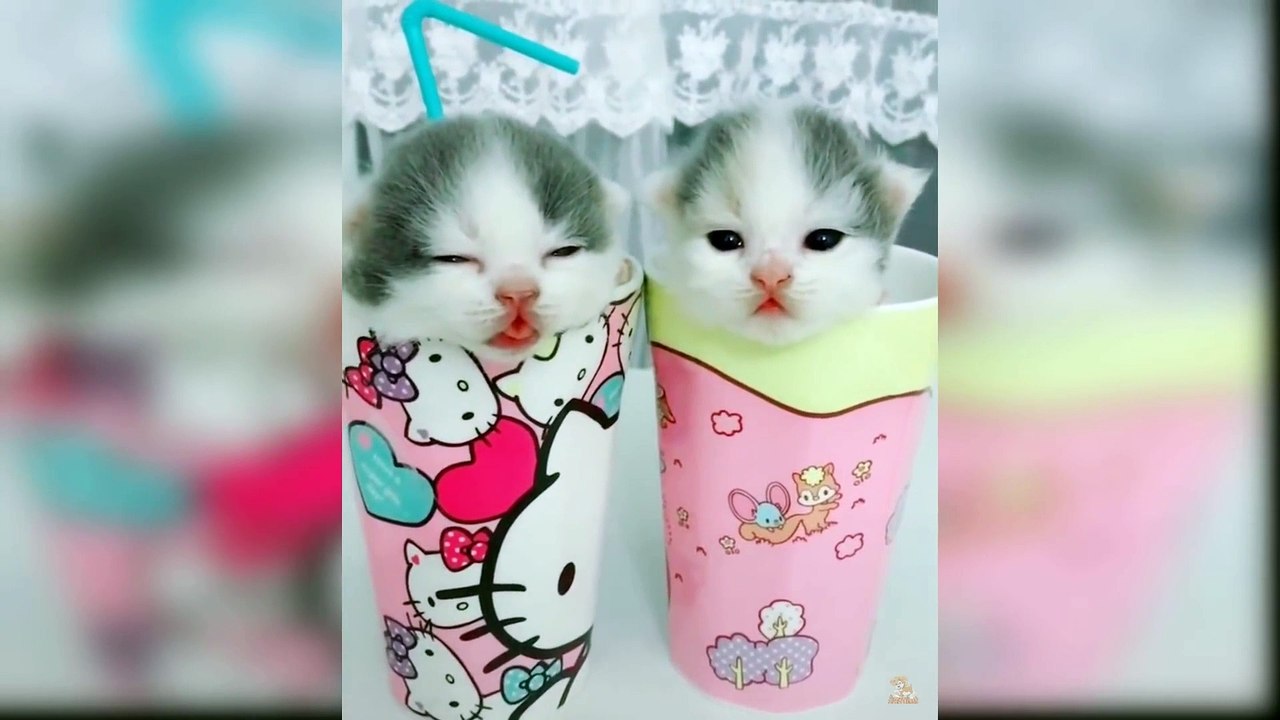 Baby Cats - Funny and Cute Cat Videos Compilation 2019_Full-HD