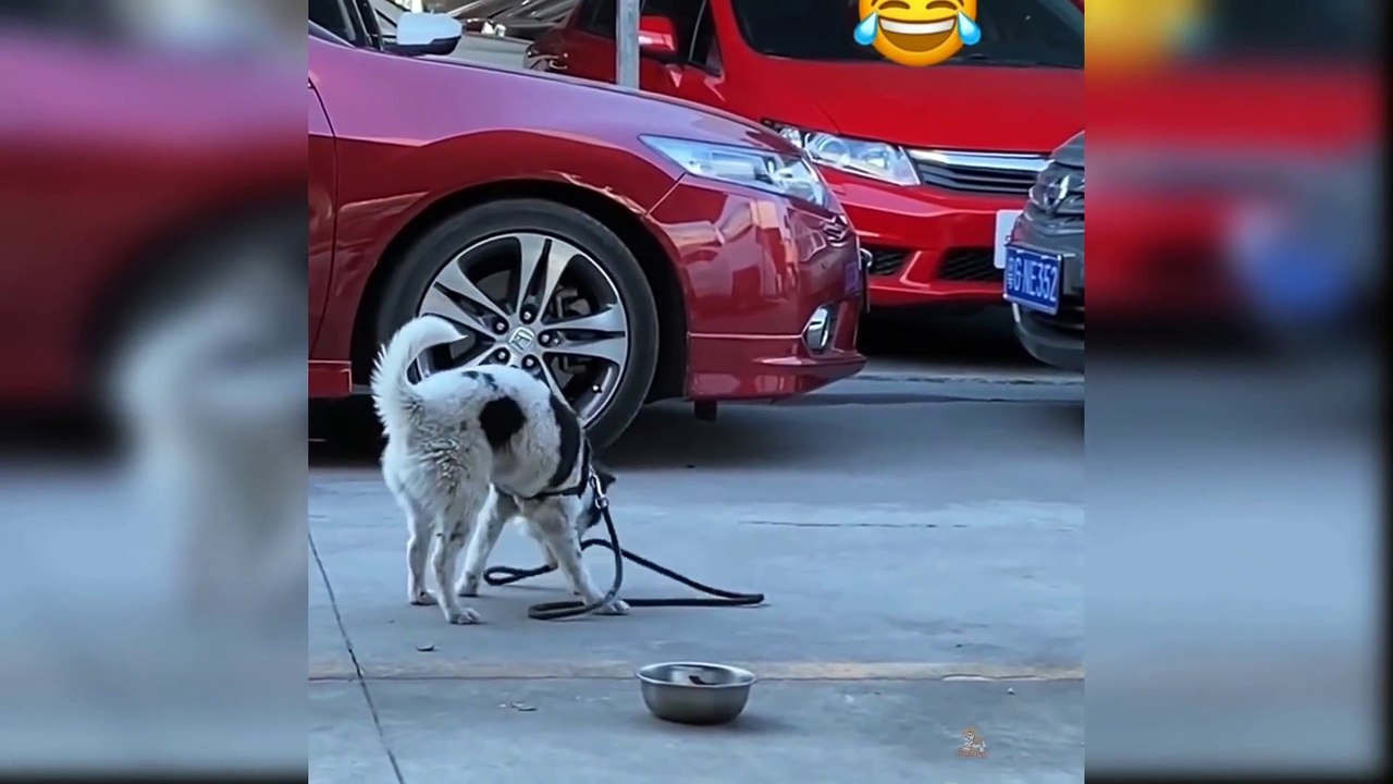 Baby Dogs - Cute and Funny Dog Videos Compilation #4 HD