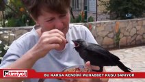 Bu karga kendini muhabbet kuşu sanıyor