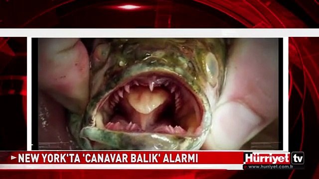 'CANAVAR BALIK' NEW YORK'U AYAĞA KALDIRDI