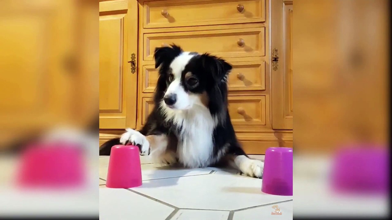Funny Dogs and Cats Reaction to Magic Tricks Full-HD