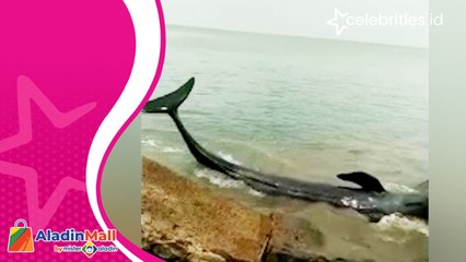 Heboh Video Ikan Paus Terdampar di Perairan Lampung Timur