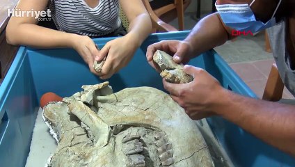 Çankırı'da bulunan 8,5 milyon yıllık fosillerin temizliği için titiz çalışma