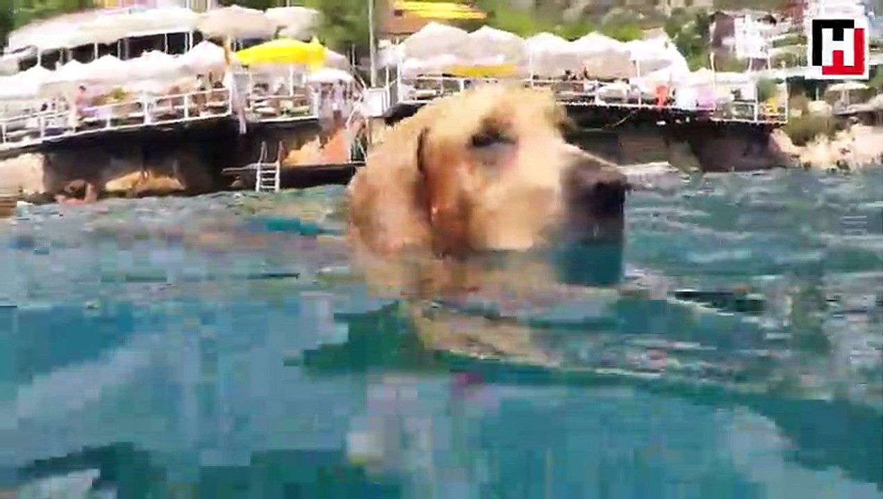 Kaş’ın cankurtaran köpeği: DOST