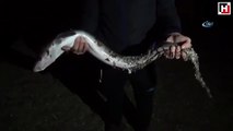 Oltayla 1,5 metrelik yılan balığı yakaladı