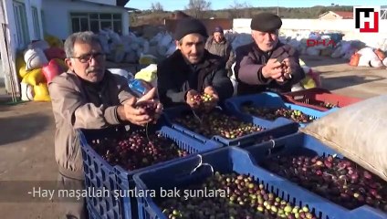 Çanakkale Kazdağları'nın eteklerinde zeytin bereketi