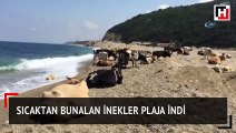 Sıcaktan bunalan inekler plaja indi